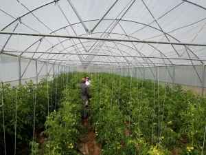 Manisa’da Seracılıkta Büyük Artış