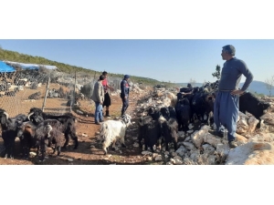 Çaldıkları Koyunları Ucuz Fiyata Satmışlar