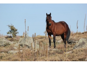 Kumalar Dağı’nda Ortaya Çıkan Yılkı Atları Büyüledi