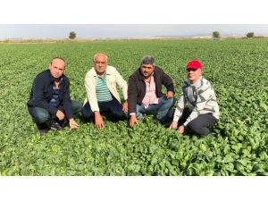 Ispanak Tarlada 80 Kuruşa Düştü