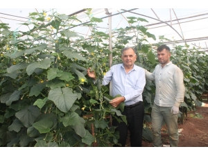 Dikenli Salatalık Pazarı Üreticinin Yüzünü Güldürdü