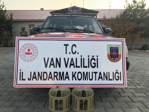 Muradiye’de Kaçak Avlanmış 2 Kınalı Keklik Ele Geçirildi
