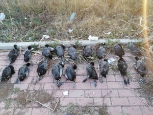 Konya’da Sakarmeke Avcısına 13 Bin 526 Lira Ceza