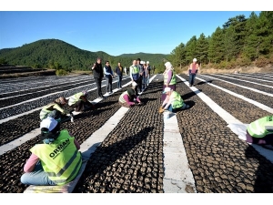 Hisarcık Orman Fidanlığı’nda 700 Bin Fidan Yetiştirildi