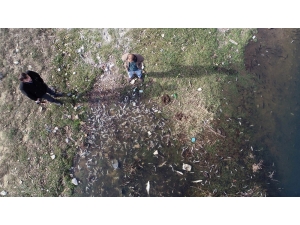 Karabük’te Çevre Katliamı