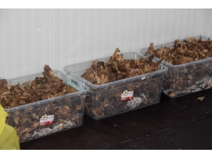 Kütahya’da Kızılkuyruklu Kayın Tartılı İle Mücadele Çalışmalarına Başlandı