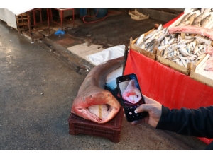 Dev Köpek Balığı, Balıkçıların Ağına Takıldı