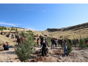 Mardin’de Bir Dünya Kadın Hatıra Ormanı Oluşturuldu