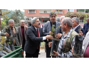 Kırıkhan’da 900 Nar Fidanı Dağıtıldı