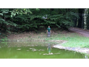 Yaralı Halde Bulunan Doğan, Sağlığına Kavuştu