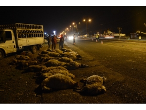 Otomobil Koyun Sürüsüne Çarptı: 40 Koyun Telef Oldu