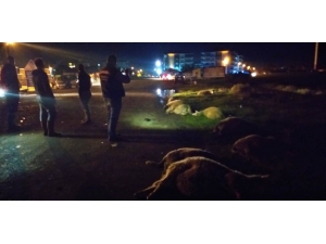 Koyun Sürüsüne Otomobil Çarptı: 15 Koyun Telef Oldu