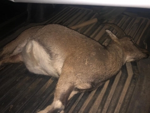 Kaçak Yaban Keçisi Avına 60 Bin Tl Ceza