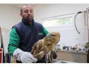 Tedavi Edilen Kuşlar Doğaya Salınıyor