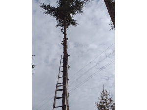 Ağaçta Mahsur Kalan Sakat Kediyi İtfaiye Ekipleri Kurtardı