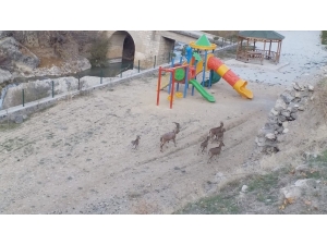 İlçe Merkezinde Gezen Yaban Keçileri Yine Görüntülendi