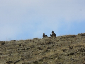 Nesli Tehlike Altında Olan Kara Akbabalar Bayburt’ta Görüntülendi