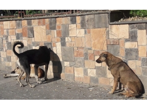 Silvan’da Başıboş Köpekler Vatandaşları Tedirgin Ediyor