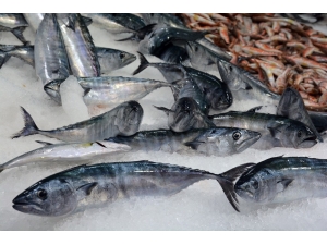 Hamsi Bolluğu Var, Palamut İse 25 Tl