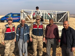 Kaybolan Koyunları Jandarma Ekipleri Buldu
