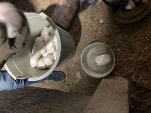 Kıran-6 Operasyonu’nda 2 Ton Patlayıcı Ele Geçirildi