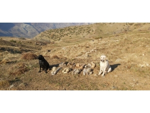 Bitlis’te Terör Örgütüne Ait 8 Adet Eyp Ele Geçirildi