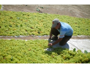 Türkiye Çekirdeksiz Kuru Üzüm Üretimi Ve İhracatında Birinciliğini Tescilledi