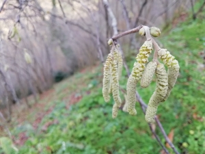 Fındık Ağaçları Mevsimi Şaşırdı