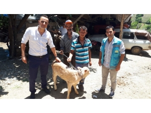 Yeni Doğan Buzağılar İçin Devlet Desteği