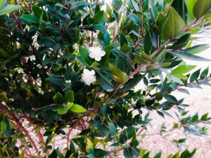 Çatalzeytin’de Erik Ağaçları Kasım Ayında Çiçek Açtı