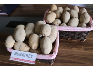 Milli Patates Çeşitleri Leventbey Ve Muratbey Tarla Yolunda