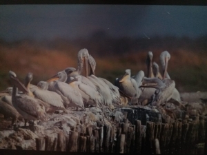Gediz Deltasının Geleceği Ele Alındı