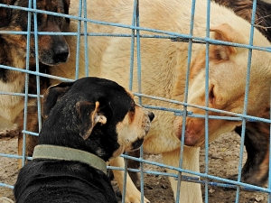 Çeşmeli Hayvanseverlerin İsteği Merkezi Yerde Klinik