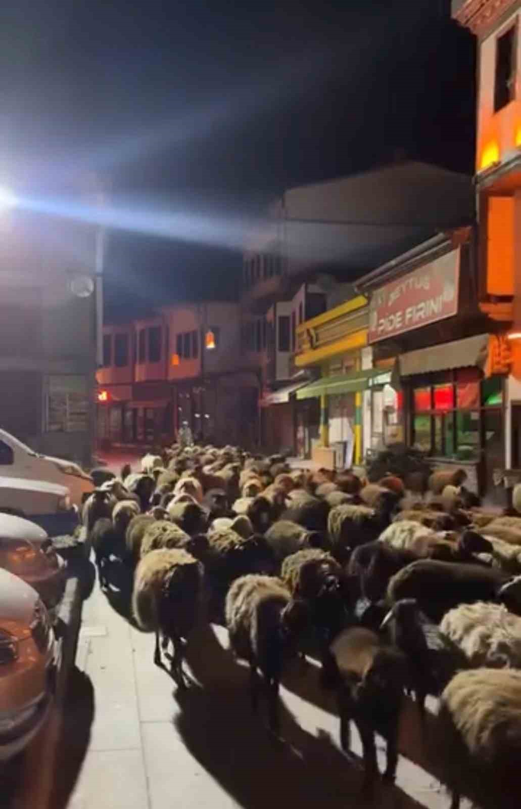 tokat-ta-yayla-gocunde-yuzlerce-koyun-sehir-merkezinden-gecti
