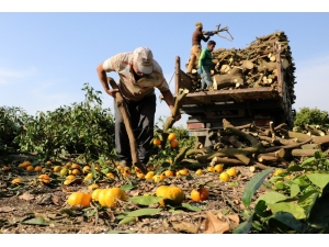 Para Etmeyen Mandalina Ağaçlarını, Yeni Cinsle Değiştiriyor