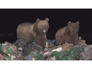 Yiyecek Bulamayan Boz Ayılar Çöplüğün Müdavimi Oldu