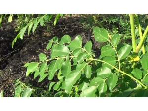 Moringa Bitkisi Ekonomiye 500 Bin Tl Katkı Sağladı