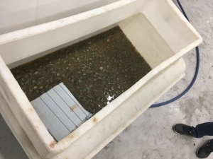 Sarp’ta Bir Otomobilde 3 Bin 400 Su Kaplumbağası Ele Geçirildi