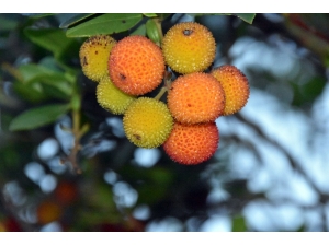 Kışın Habercisi "Bilyedin" Meyvesi