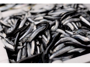 Giresunlu Balıkçılardan “Av Yasağı Eylül’de Değil Ekim’de Kalksın” Önerisi