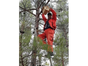 Mersin’de Ağaçlara 4 Bin Adet Kuş Yuvası Asıldı