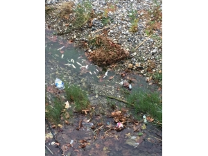 İskenderun’da Balık Ölümleri