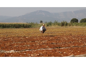 Manisa, Kurutmalık Ve Sofralık Çekirdeksiz Üzüm Üretiminde İlk Sırada