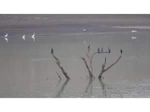 Su Seviyesi Düştü, Ağaçlar Ortaya Çıktı