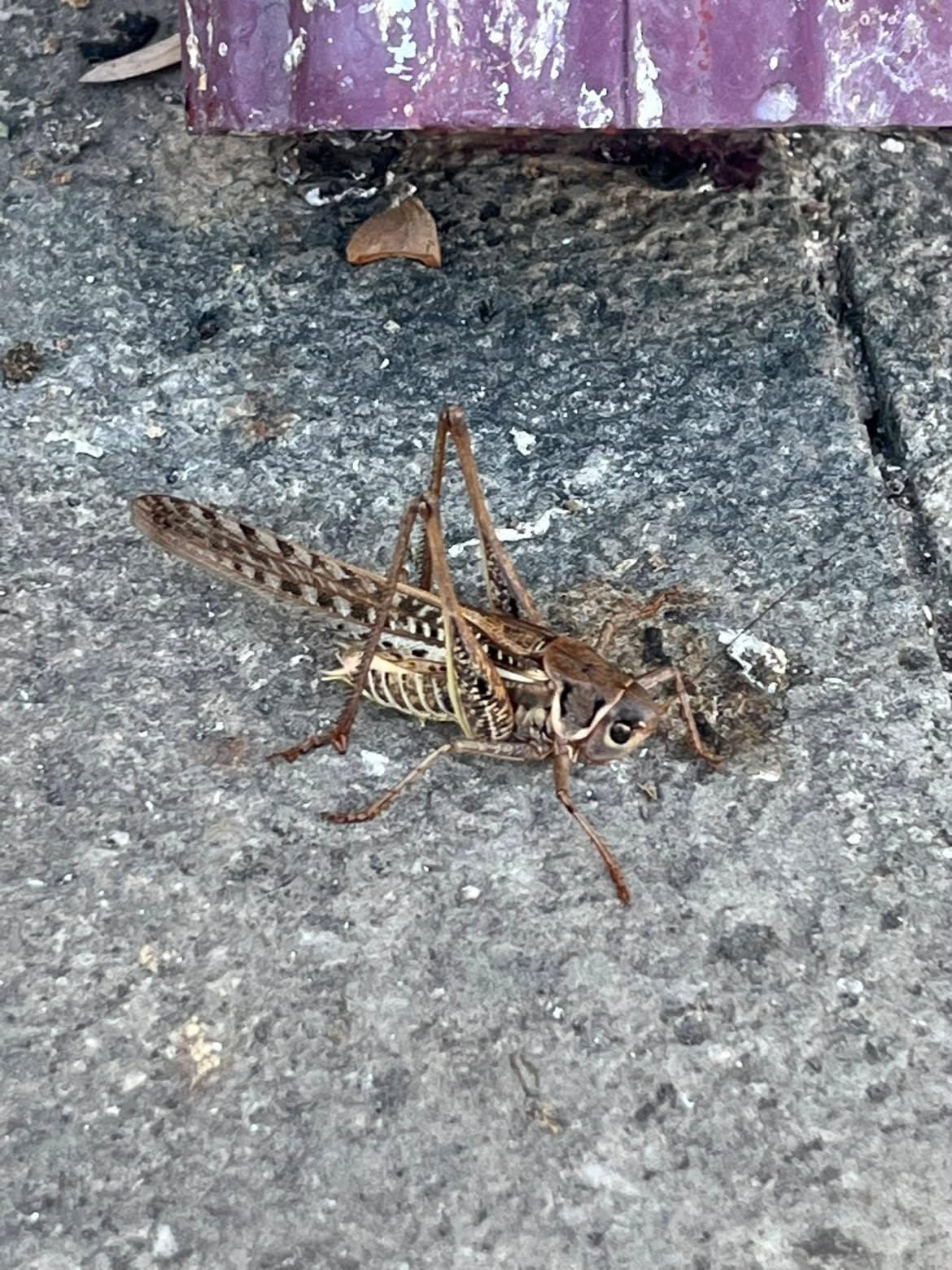 dev-cekirgeler-bilecik-te-de-goruldu