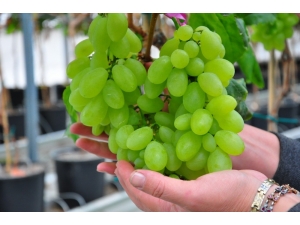 Afyonkarahisar’da En Çok Üzüm Üretimi Dazkırı’da Yapılıyor