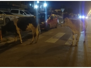 Aniden Yola Çıkan İnek Kazaya Yol Açtı