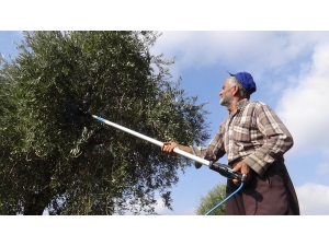 Zeytin Hasadında Sona Gelindi