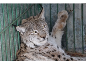 Neslinin Tükendiği Düşünülen Vaşağa Otomobil Çarptı
