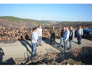 Bölge Müdürü Keskin: Yanan Alanda 300 Bin Karaçam Fidanı Toprakla Buluşturulacak